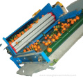 Designed fruit screw sorting machine with conveyor